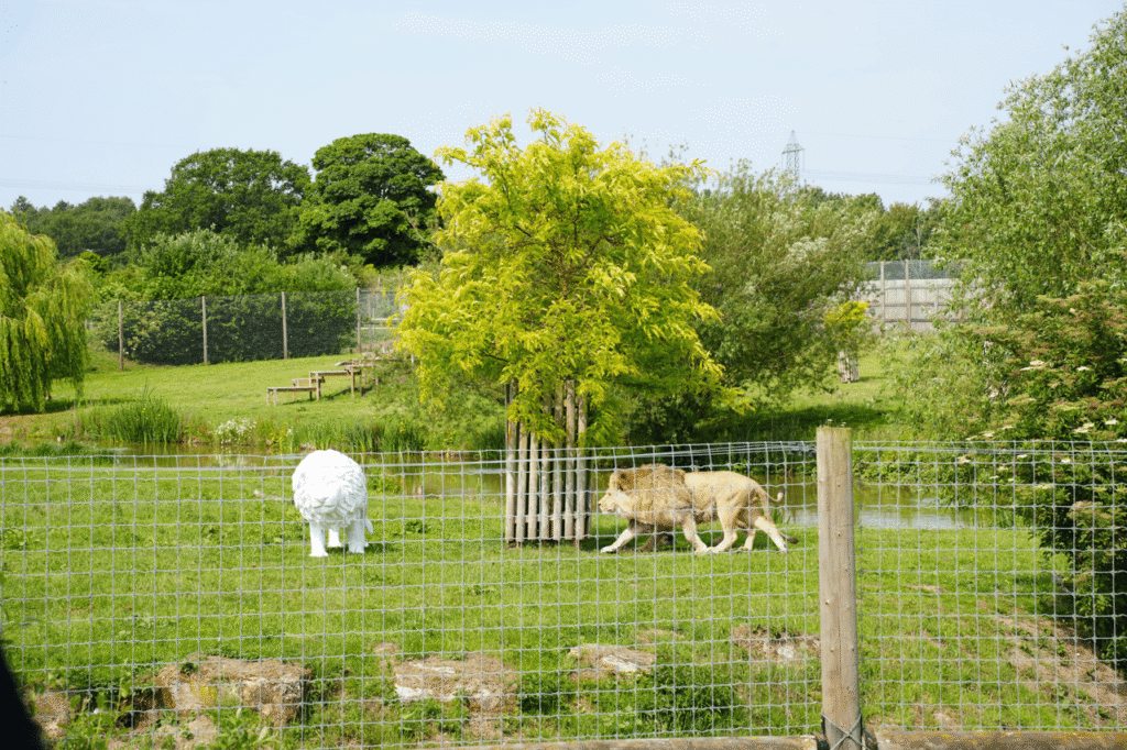 An image of a lion sculpture sitting within a lion enclosure. Surrounded by lush greenery, the lion sculpture is white and stands out. From the right, a male lion crouches and approaches the sculpture.